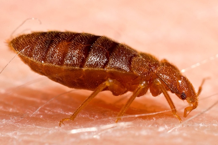 Punaise de lit adulte vue de profil sur une peau, corps ovale brun-rouge