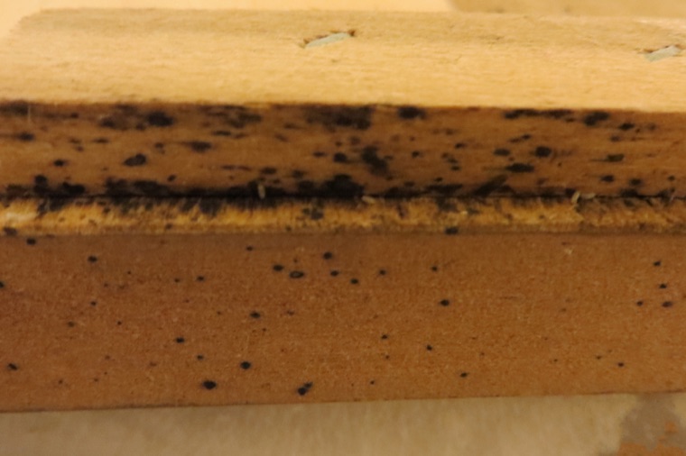 Bord d'un sommier en bois couvert de petites taches noires de déjections
